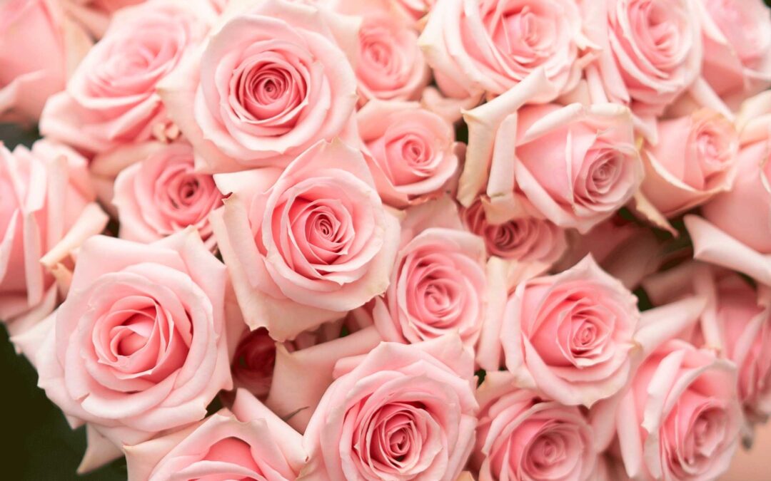 Standard Roses vs. Spray Roses: What’s the Difference?