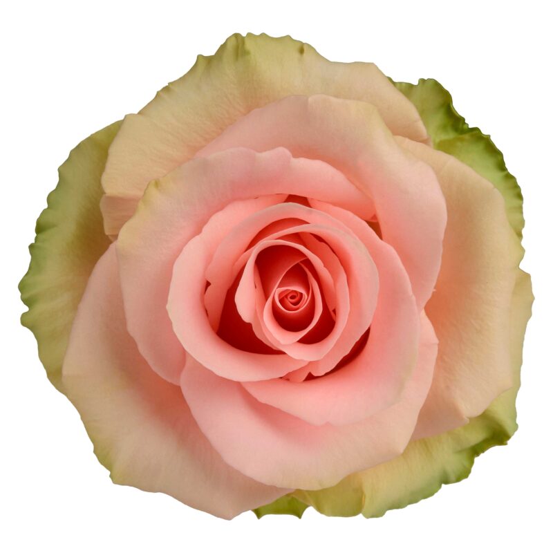 Absolut In Pink - Image 2