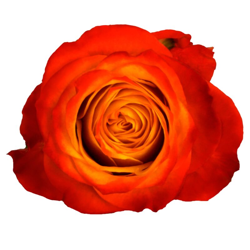 Atomic - Image 2