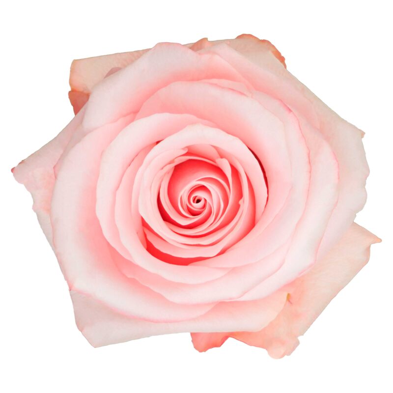 Be Sweet - Image 2