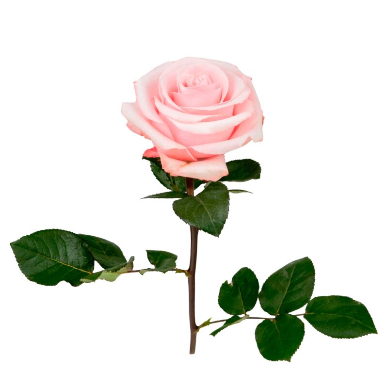 Be Sweet