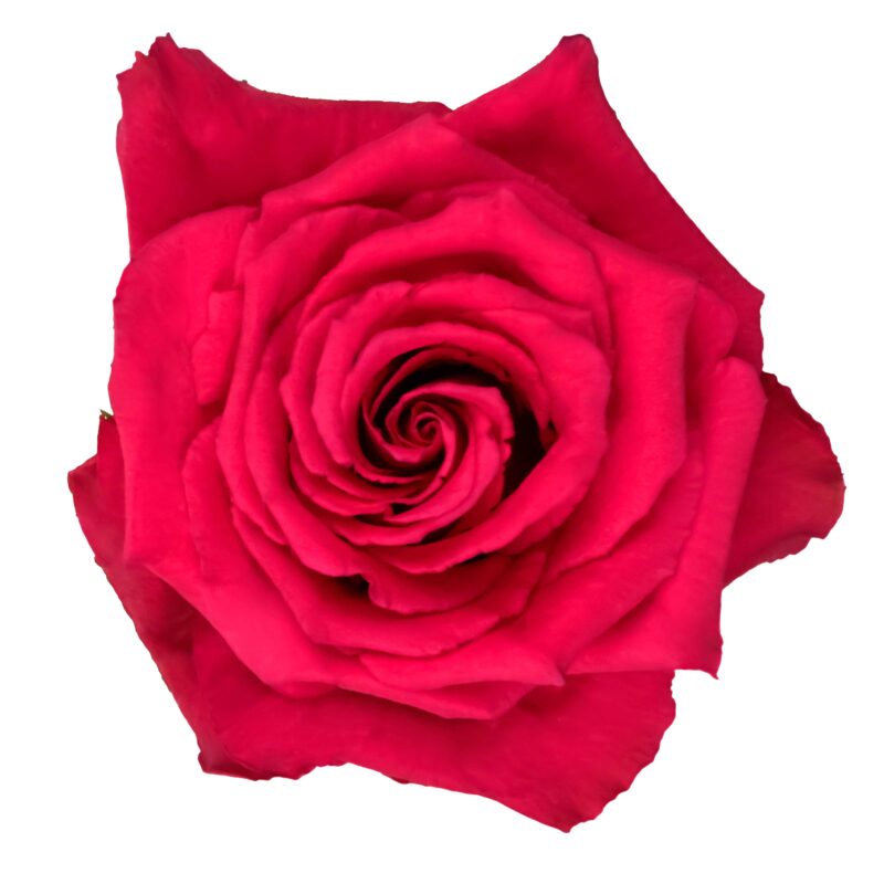 Born Beauty - Image 2