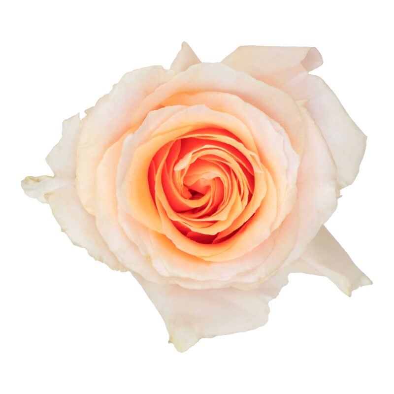 Felicity - Image 2