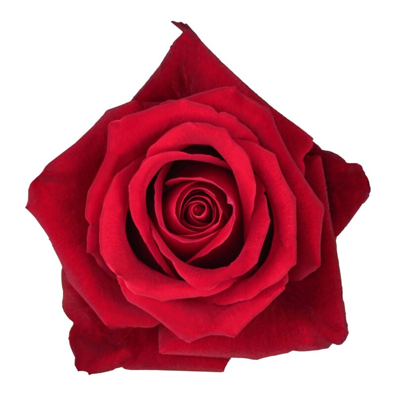 Fortune - Image 2