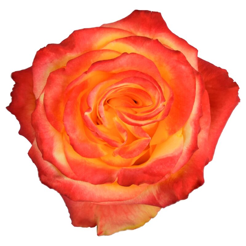 High Yellow Flame - Image 2