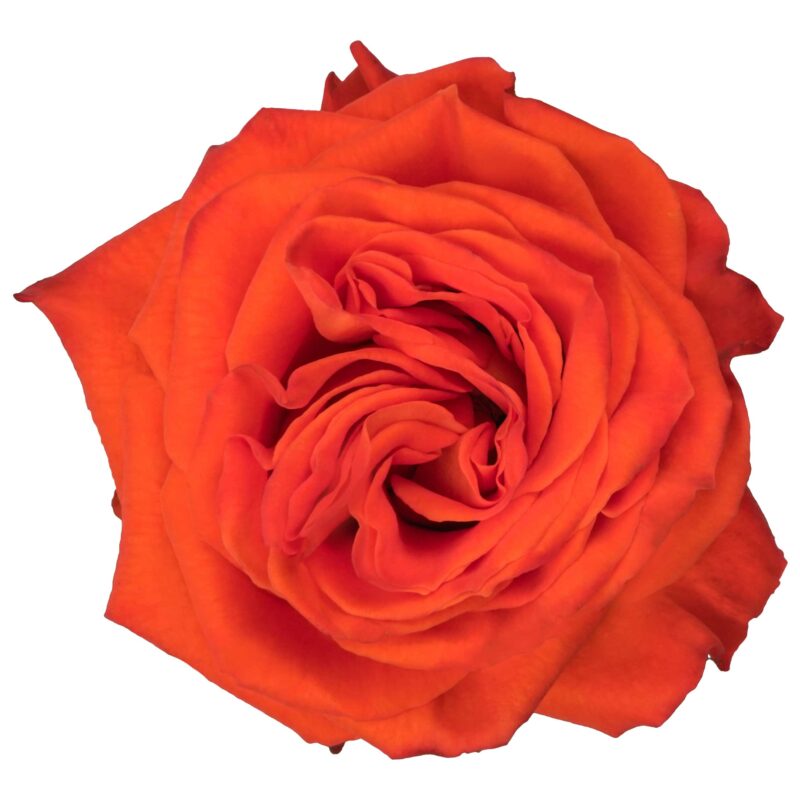 Orange Only - Image 2