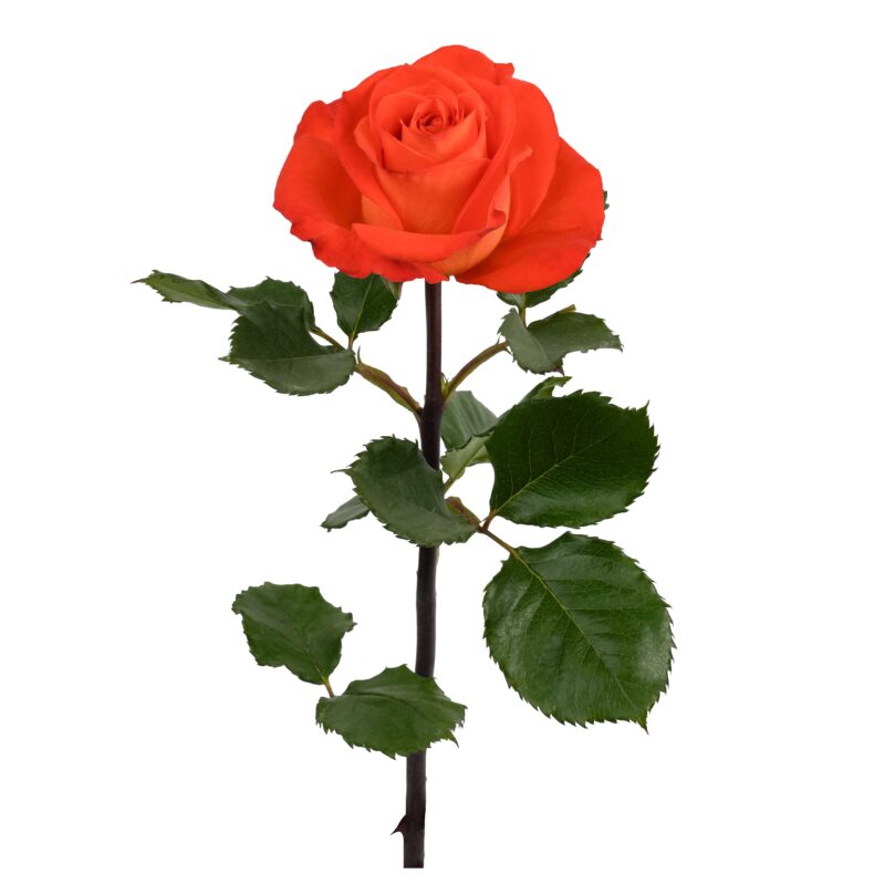 Orange Only