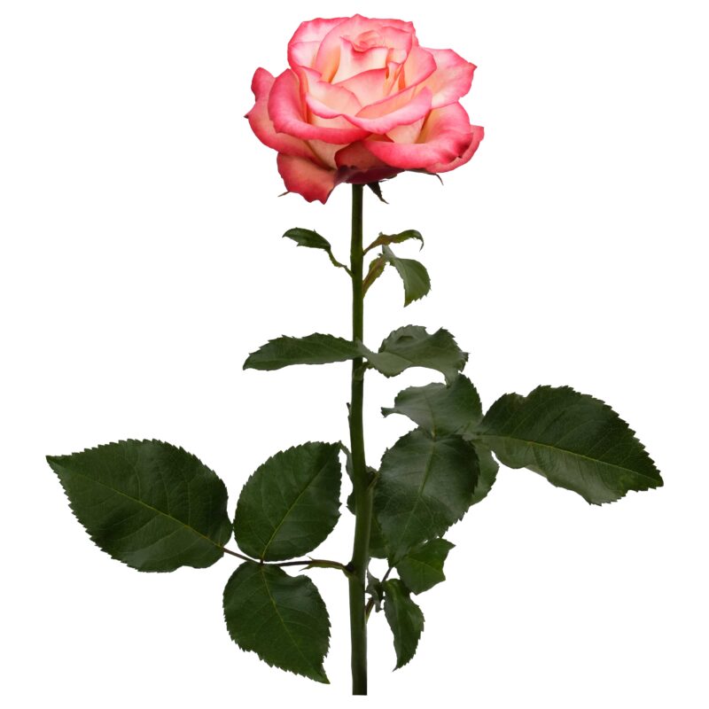 Paloma