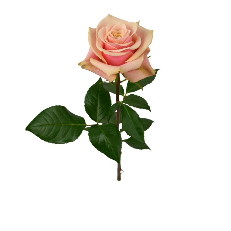 Pink Amaretto