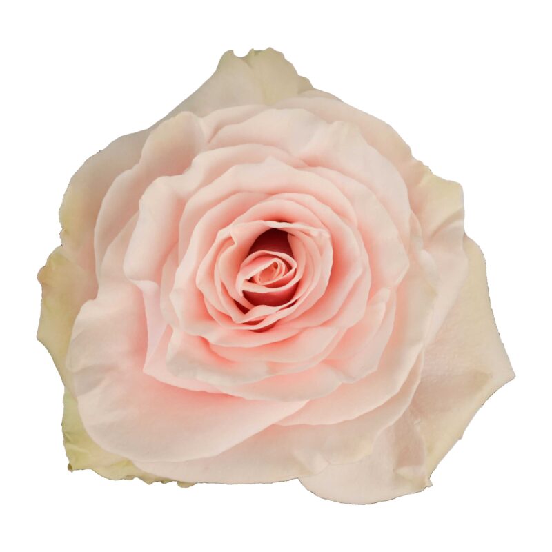 Pink Mondial - Image 2