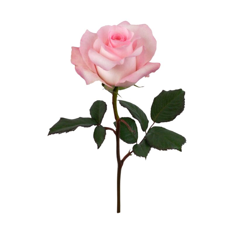 Pink Porcelain