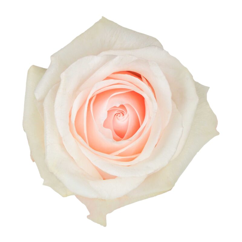 Pomarosa - Image 2