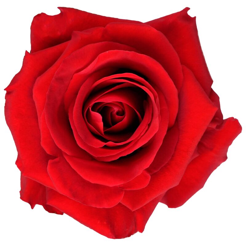 Redvolution - Image 2