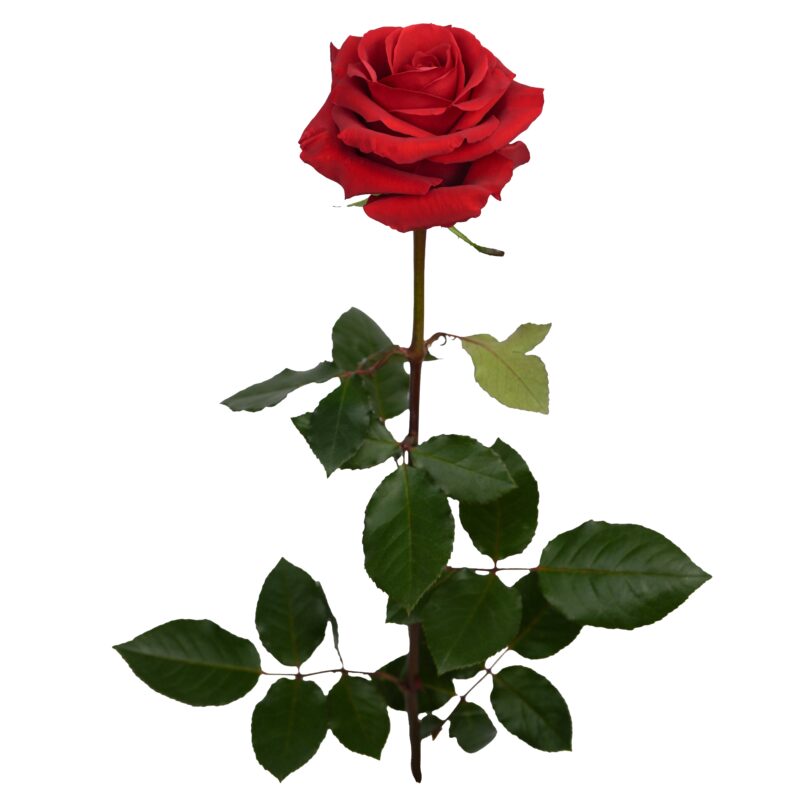 Redvolution