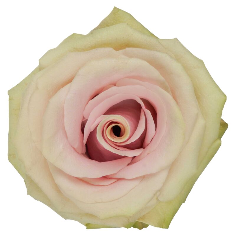 Romina - Image 2