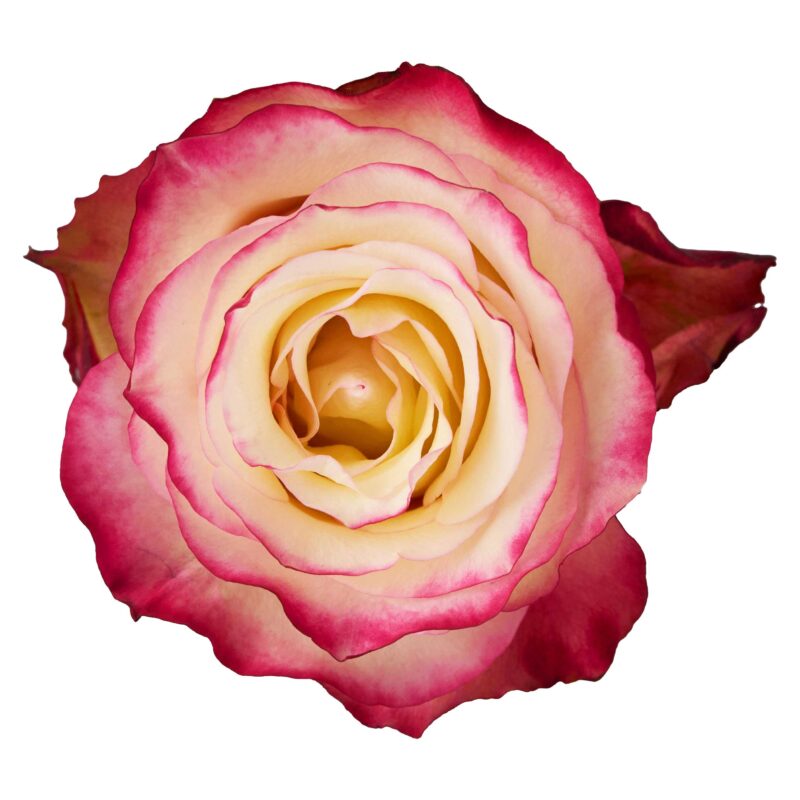 Sweetness - Image 2