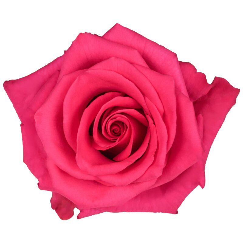 V.I Pink - Image 2